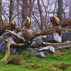 mountain of the vultures - Berg der Geier