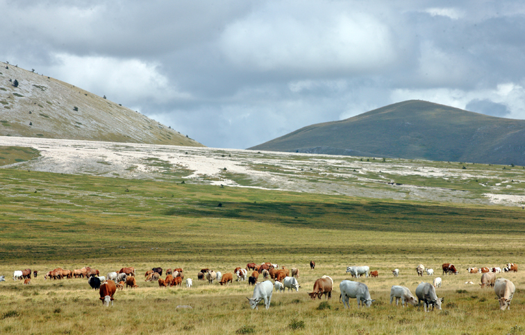 mountain pasture