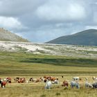 mountain pasture