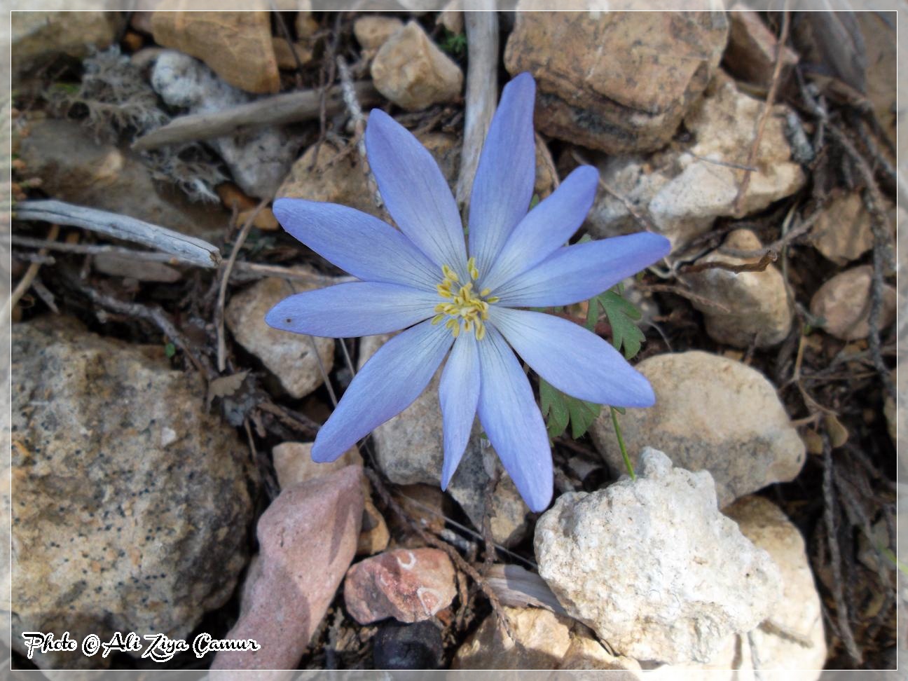 Mountain Peony (Anemone blanda)