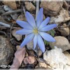 Mountain Peony (Anemone blanda)