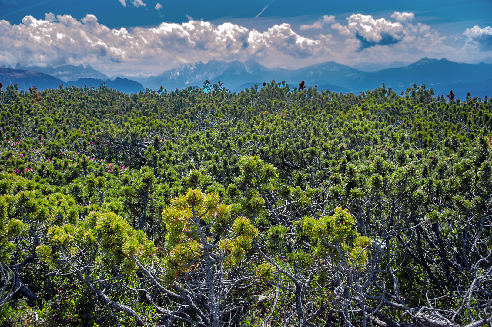 Mountain pine field on the Renon