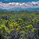 Mountain pine field on the Renon