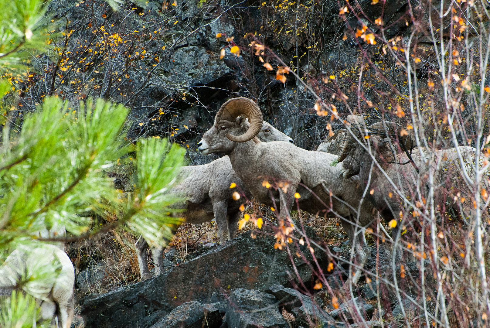 Mountain Ram