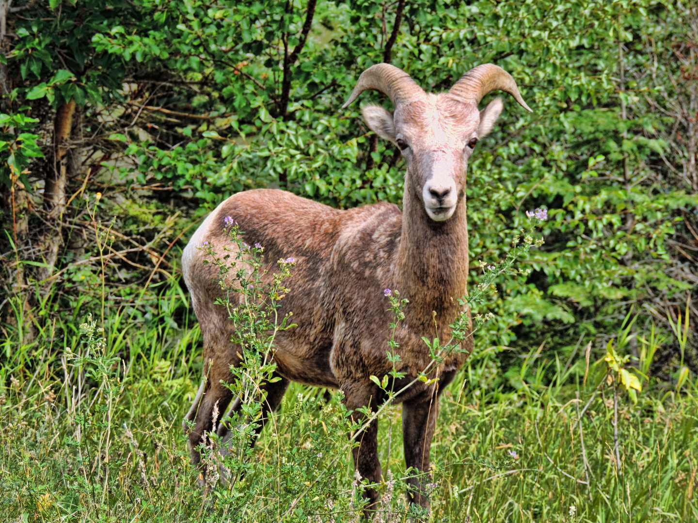 Mountain Sheep