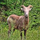 Mountain Sheep