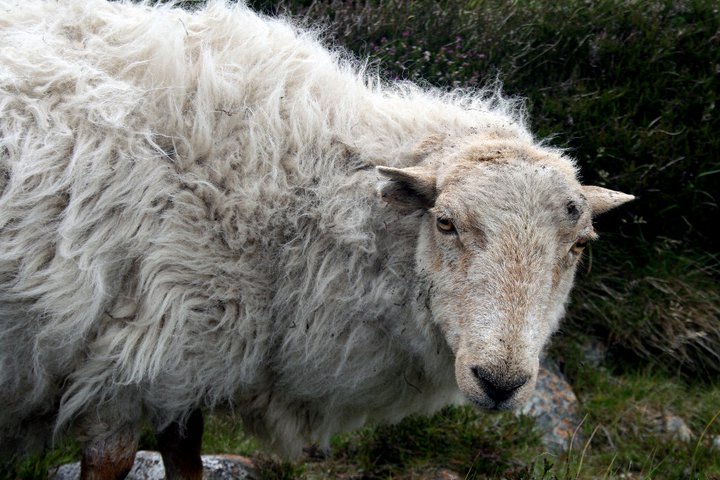 Mountain Sheep