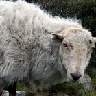 Mountain Sheep