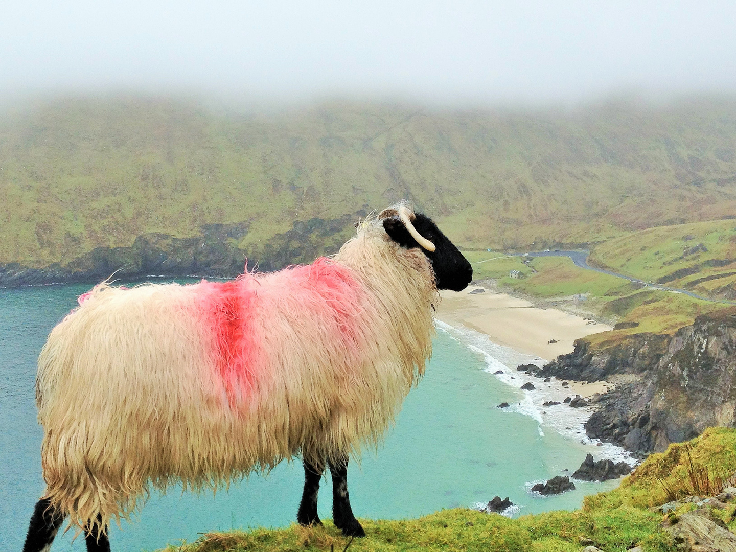 Mountain Sheep - Keem Bay - Ireland