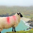 Mountain Sheep - Keem Bay - Ireland