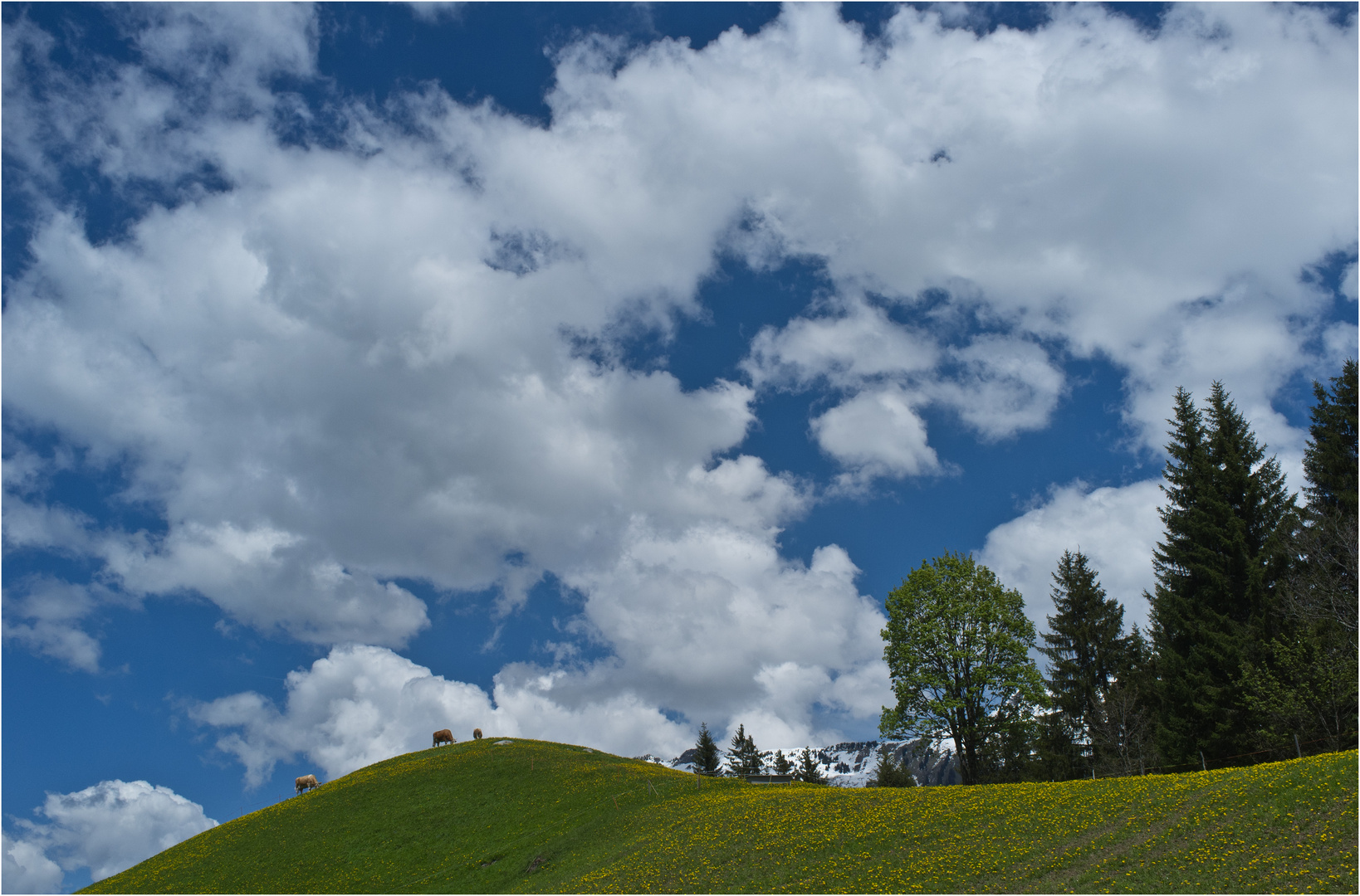 Mountain Springtime