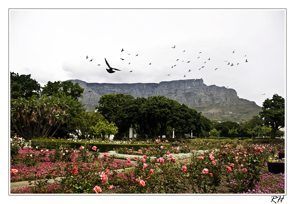 Mountain Table - Cape Town