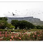 Mountain Table - Cape Town