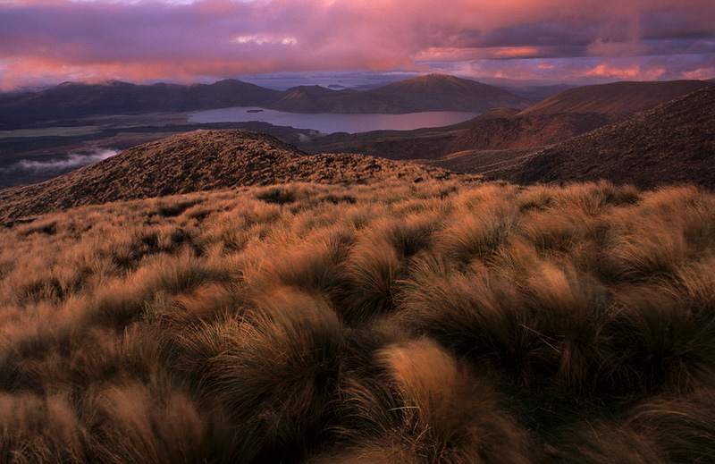 Mountain Tussock