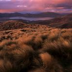 Mountain Tussock