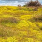 Mountain wildflowers