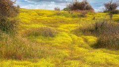 Mountain wildflowers