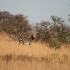 Mountain Zebra