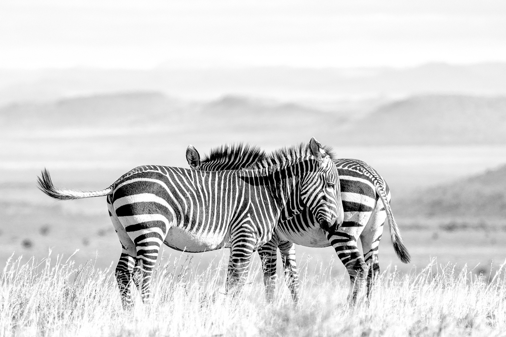 mountain zebras