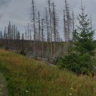 Mountainbike-Tour durch Totwald Harz