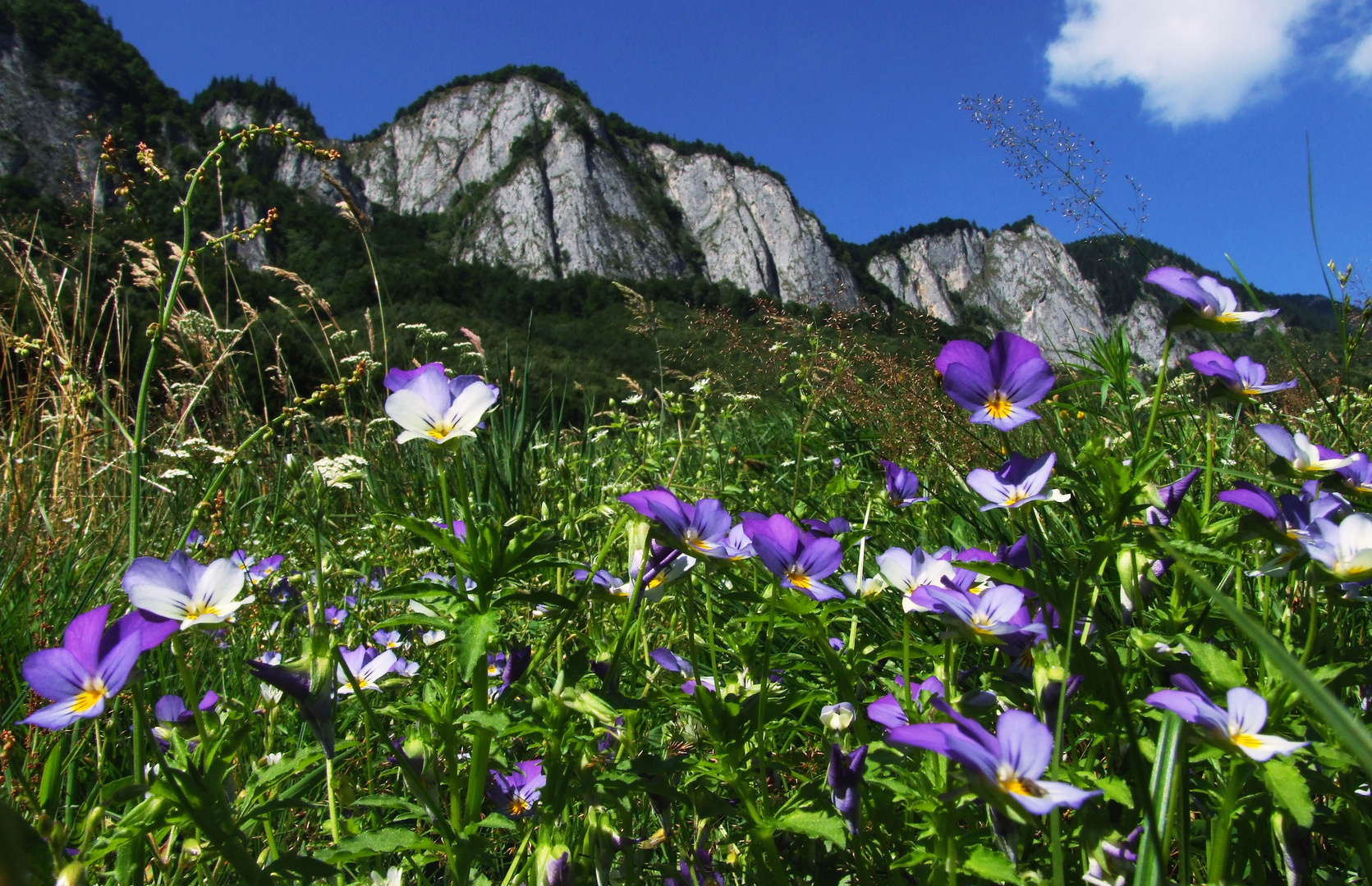 Mountains and flowers