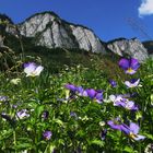 Mountains and flowers