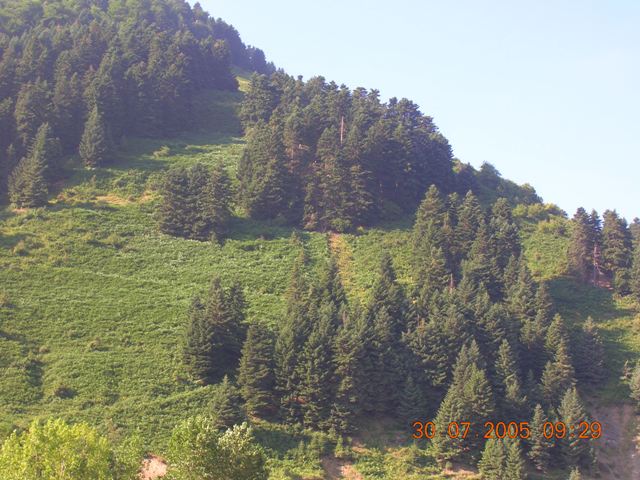 Mountain's Forest