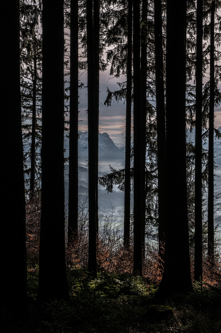 Mountains in the wald near Salzburg