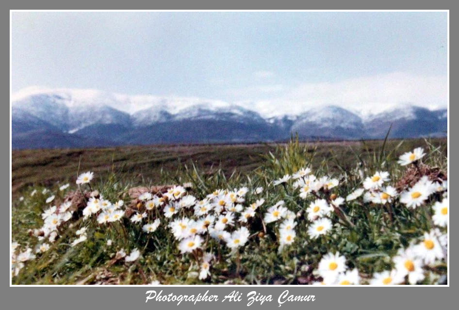 Mountains, Snow And Spring