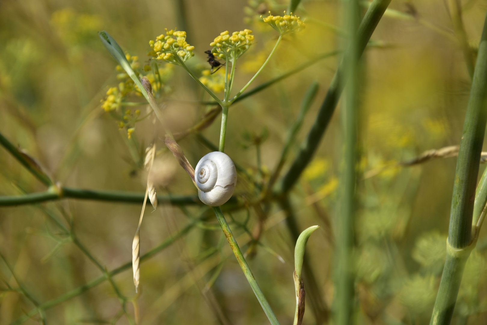 Mourgette sur une branche de  fenouil