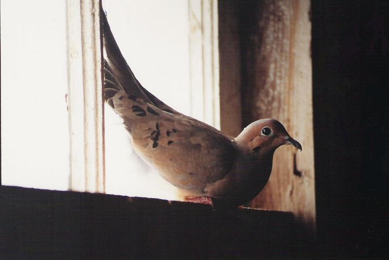 Mourning Dove