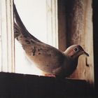 Mourning Dove