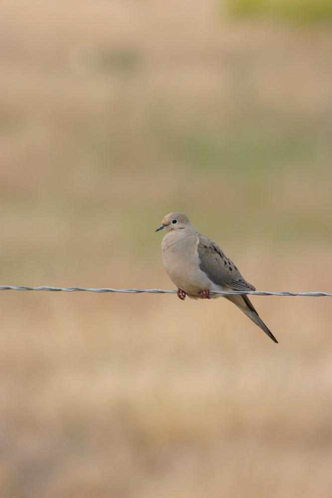 Mourning Dove