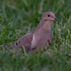 Mourning Dove