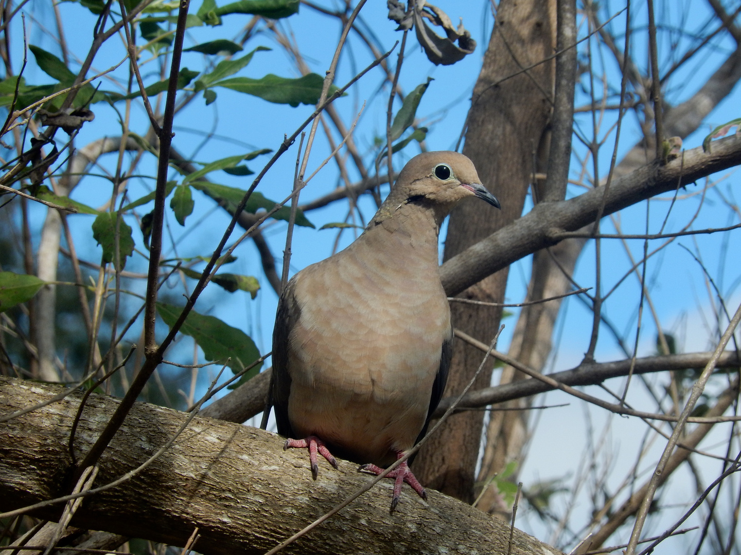 Mourning dove