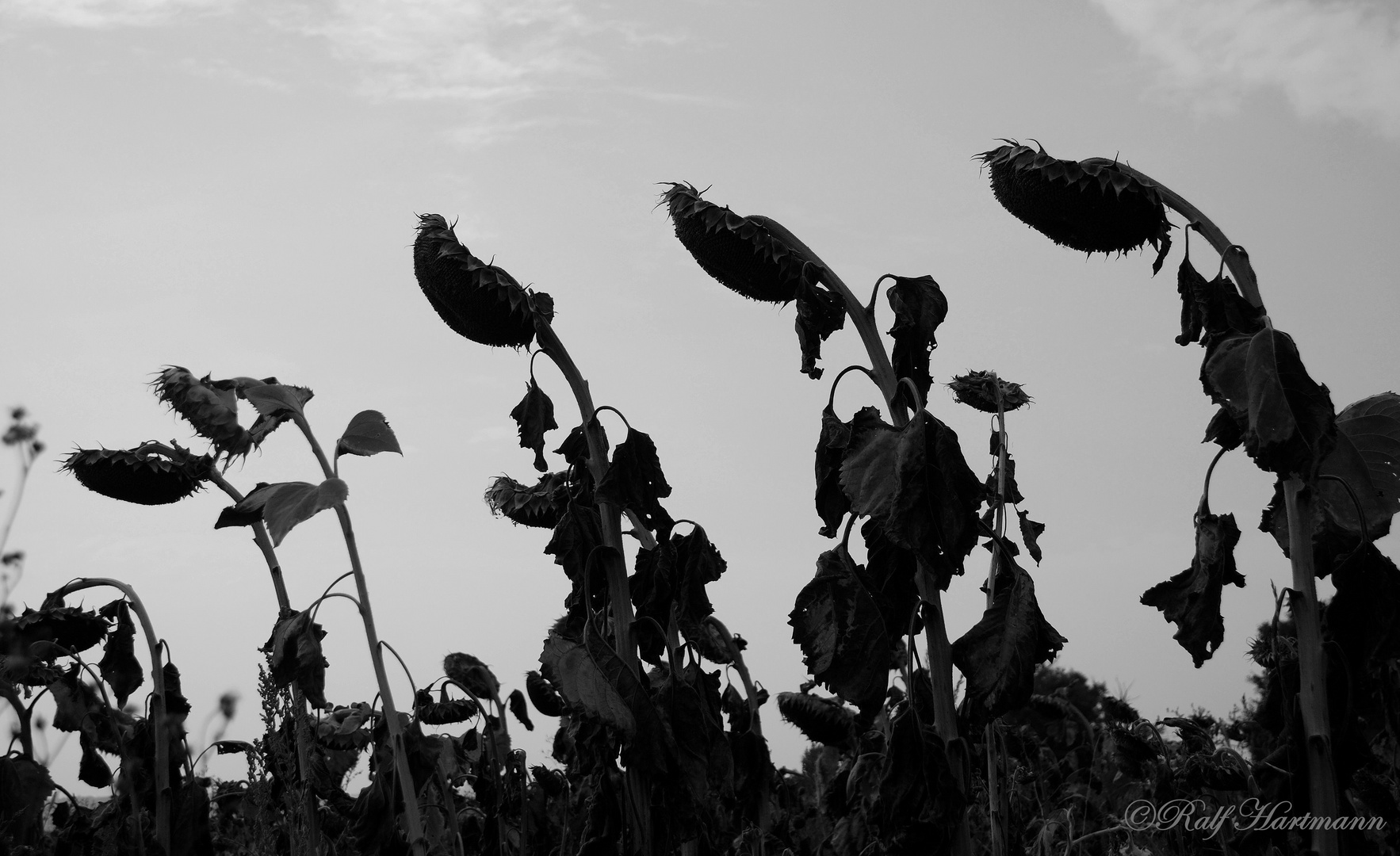 Mourning Sunflowers