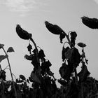 Mourning Sunflowers