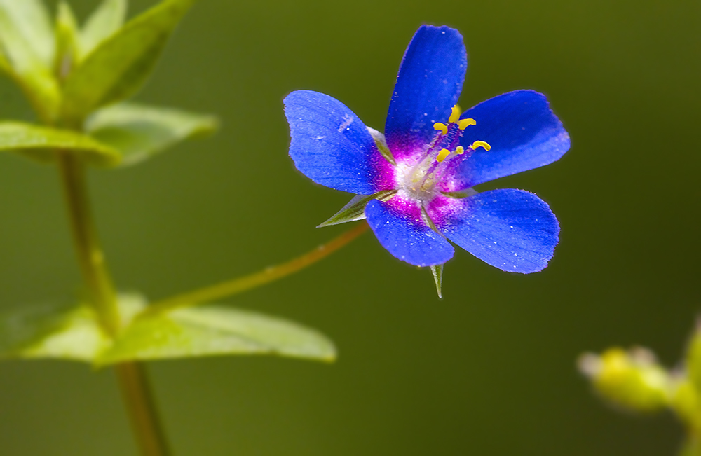 Mouron bleu mâle