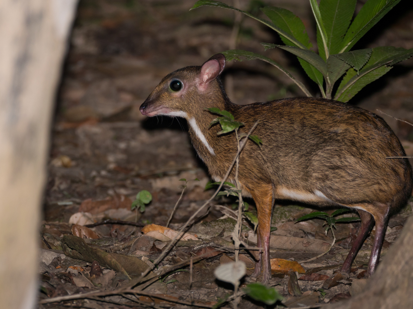 mouse-deer