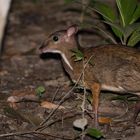 mouse-deer