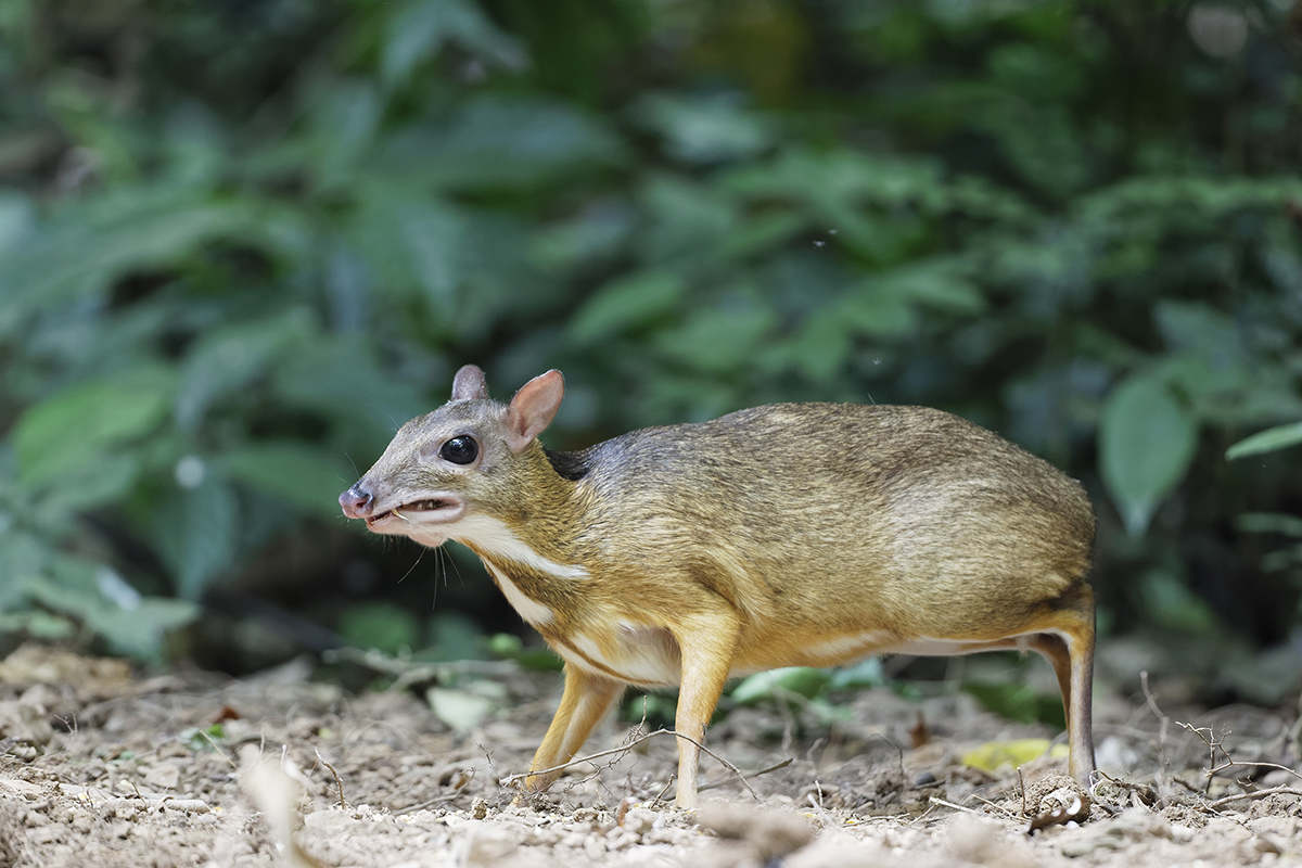 Mouse Deer 