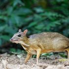 Mouse Deer 