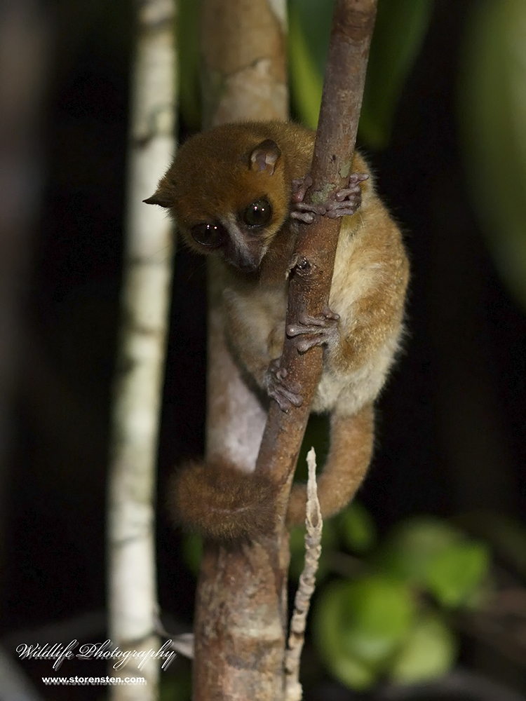 Mouse Lemur