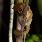 Mouse Lemur