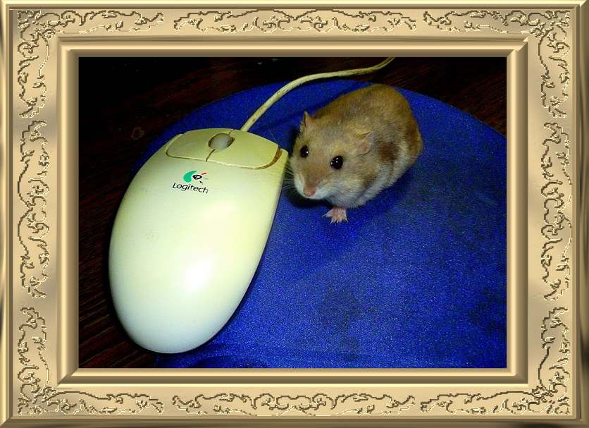MOUSE & MOUSE