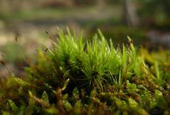 " Mousse des bois "