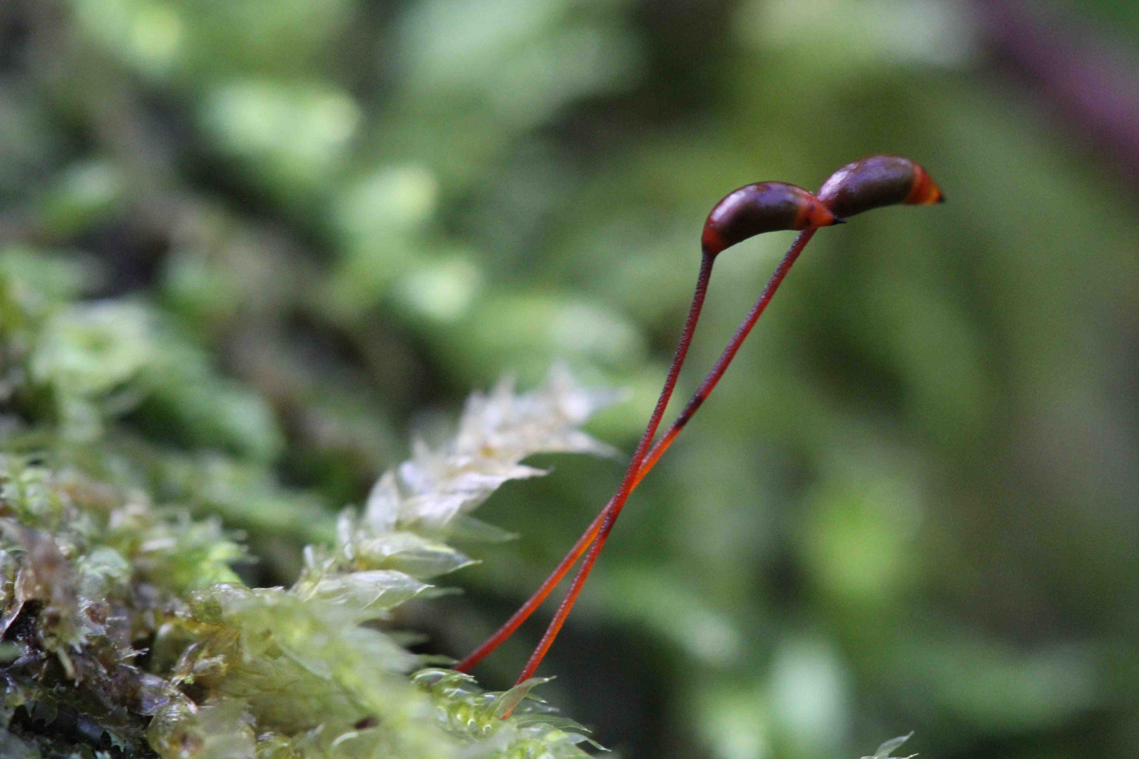 mousse des sous bois