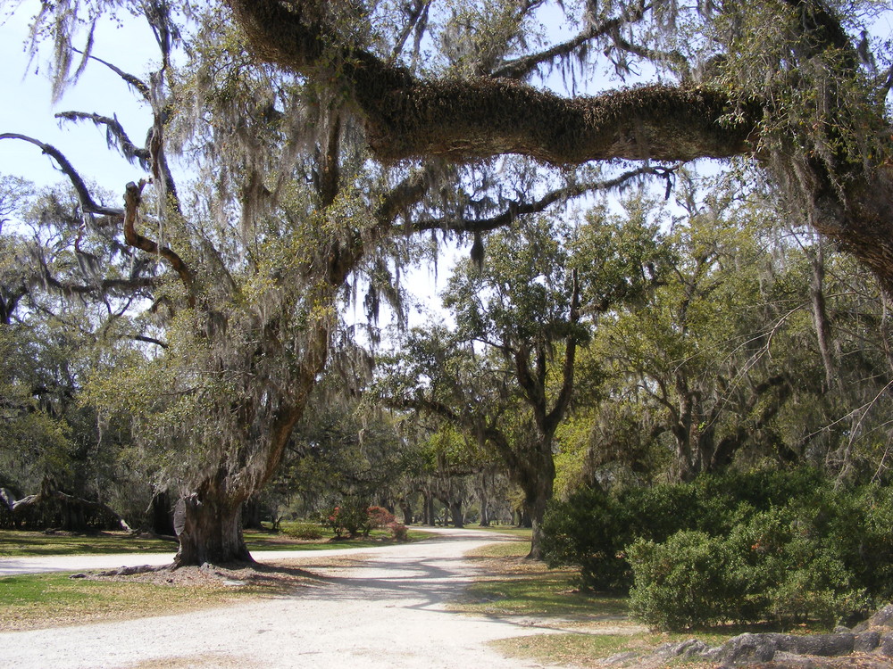 mousse espagnole - Image & Photo de shelumiel de Concours Printemps