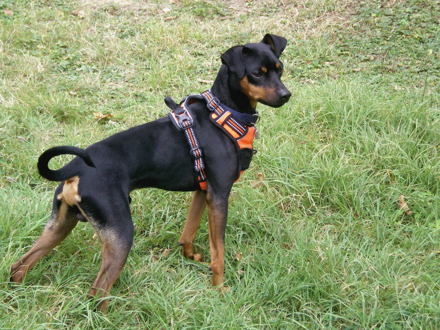 Moustic, un pinscher moyen