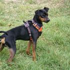 Moustic, un pinscher moyen